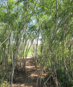Path in Trees