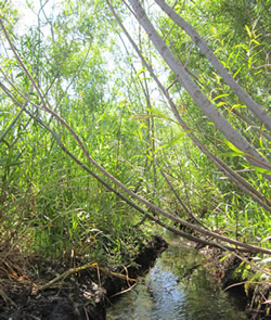 Stream