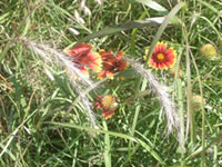 Big Bluestem Grass